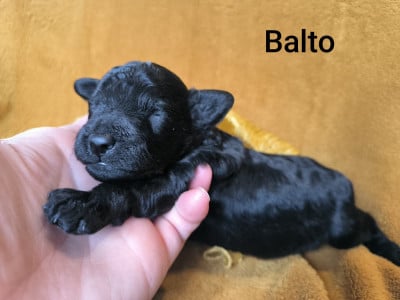 Les chiots de Caniche