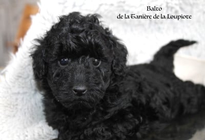 Les chiots de Caniche