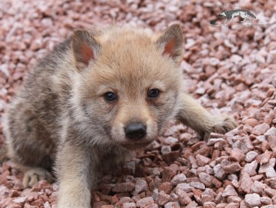 Les chiots de Chien-loup tchecoslovaque