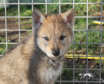Les chiots de Chien-loup tchecoslovaque