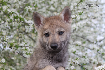 Les chiots de Chien-loup tchecoslovaque