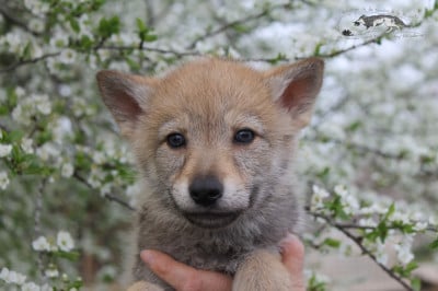 Les chiots de Chien-loup tchecoslovaque
