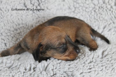 Les chiots de Teckel poil dur