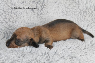 Les chiots de Teckel poil dur