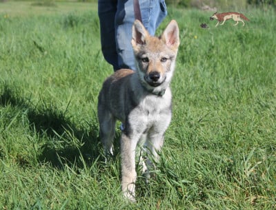 Les chiots de Chien-loup tchecoslovaque