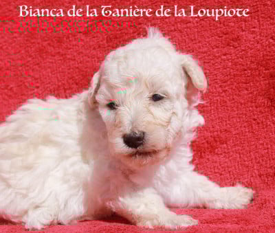 Les chiots de Caniche
