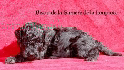 Les chiots de Caniche