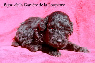 Les chiots de Caniche