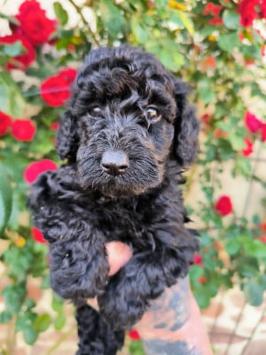 Les chiots de Caniche