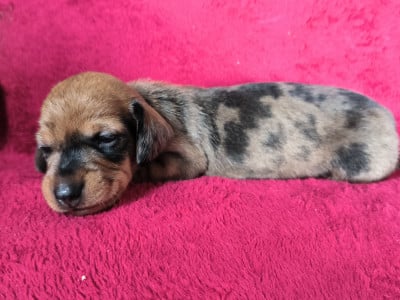 Les chiots de Teckel poil dur