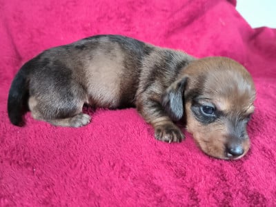 Les chiots de Teckel poil dur