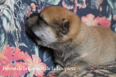 Les chiots de Shiba