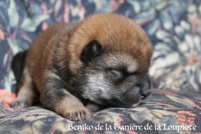 Les chiots de Shiba