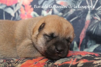 Les chiots de Shiba