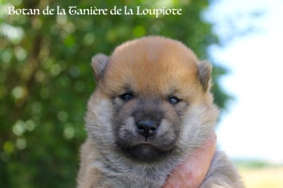 Les chiots de Shiba