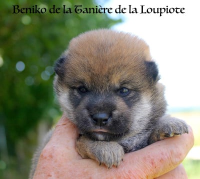 Les chiots de Shiba
