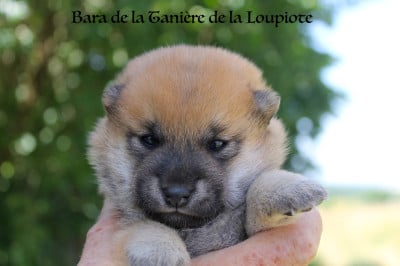 Les chiots de Shiba