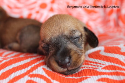 Les chiots de Teckel poil dur