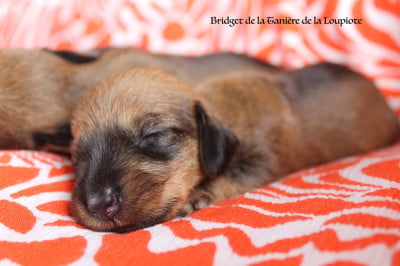 Les chiots de Teckel poil dur