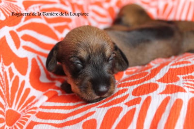 Les chiots de Teckel poil dur