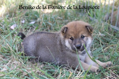 Les chiots de Shiba