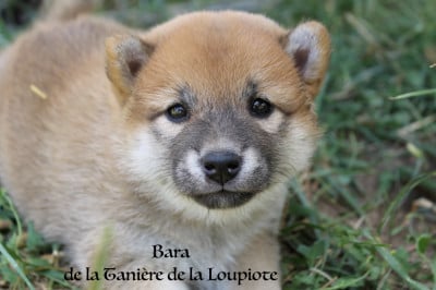 Les chiots de Shiba