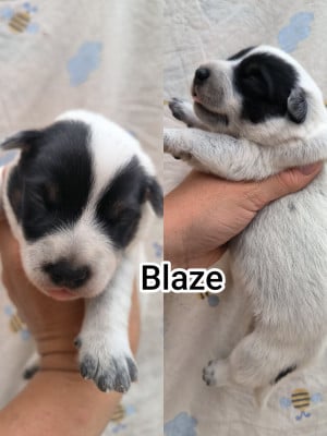 Les chiots de Bouvier australien