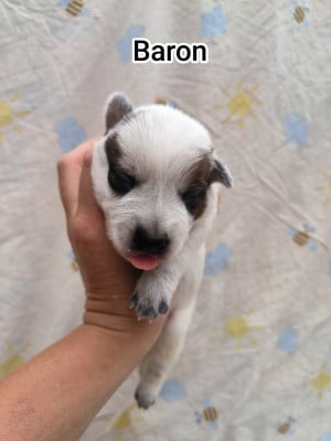 Les chiots de Bouvier australien