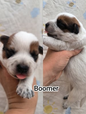 Les chiots de Bouvier australien