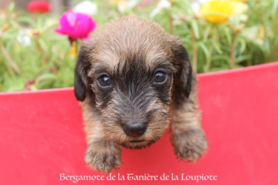 Les chiots de Teckel poil dur