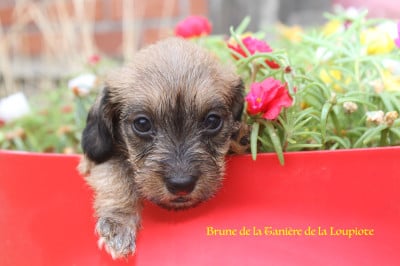 Les chiots de Teckel poil dur