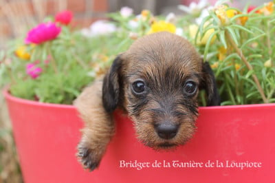 Les chiots de Teckel poil dur