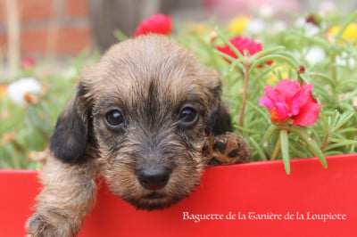 Les chiots de Teckel poil dur