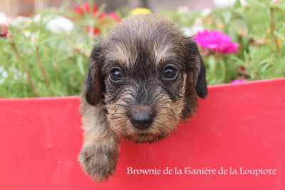 Les chiots de Teckel poil dur