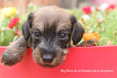 Les chiots de Teckel poil dur