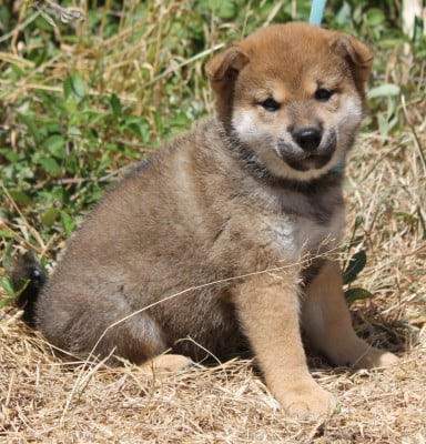 Les chiots de Shiba