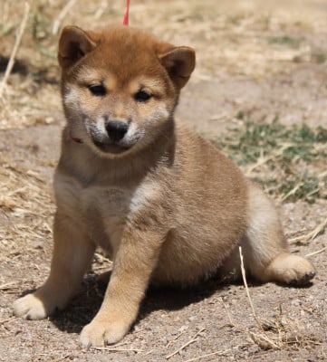 Les chiots de Shiba