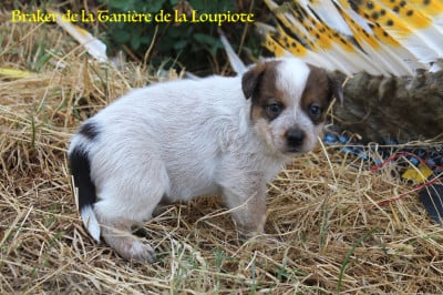 Les chiots de Bouvier australien