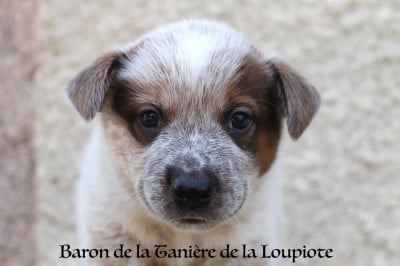 Les chiots de Bouvier australien