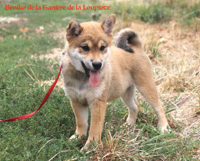 Les chiots de Shiba