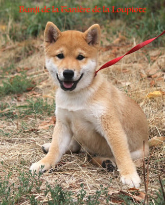 Les chiots de Shiba