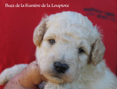 Les chiots de Caniche