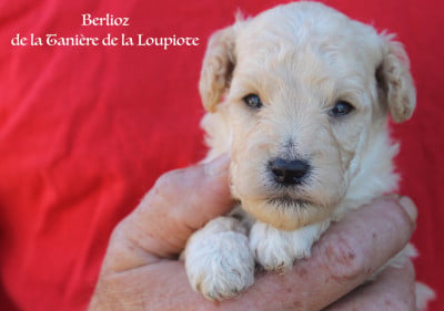 Les chiots de Caniche