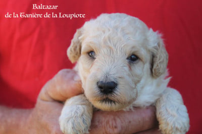 Les chiots de Caniche