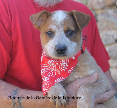 Les chiots de Bouvier australien