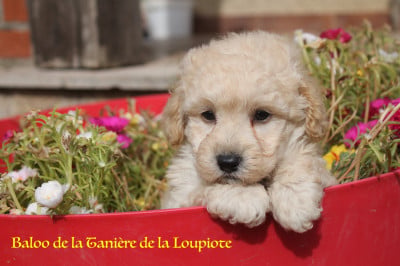Les chiots de Caniche