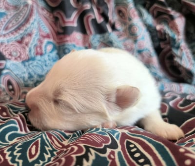 Les chiots de Samoyède