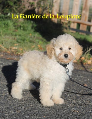 Les chiots de Caniche