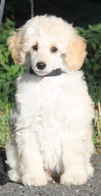 Les chiots de Caniche