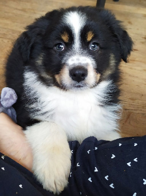 Les chiots de Berger Australien